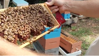 Summer Dearth Hive Inspecting « Keeping Backyard Bees