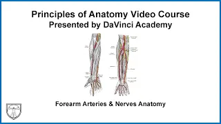 Forearm Arteries & Nerves Anatomy [Upper Limb Anatomy 9 of 16]