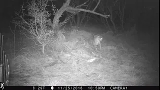 Bobcat vs coyote protecting kill