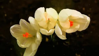 Футаж. Распускаются крокусы. Background Crocuses bloom