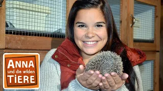 Wie kommt der Igel durch den Winter? | Reportage für Kinder | Anna und die wilden Tiere