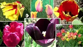 Моя коллекция тюльпанов видео из 40 сортов с их названиями