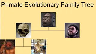 Primate evolutionary family tree.