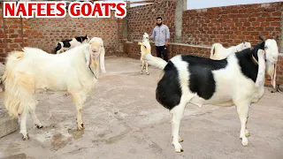 Garam Kota Shandar Color Main At Nafees Goat’s