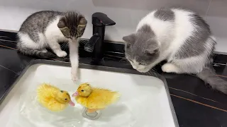 The kittens were there to watch the ducklings swim and bathe!  wonderful process