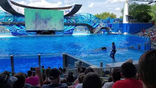 SeaWorld Kasatka 4K.Шоу касаток 4K.ч1