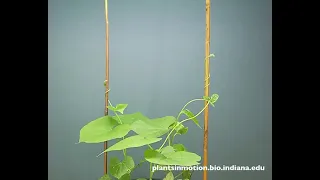 Extreme Movements Of A Morning Glory Plant Using It's Vines As A Hunting Tool