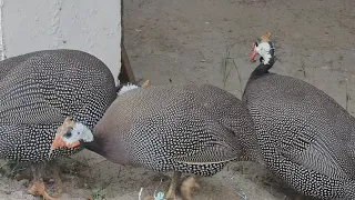 GUINEAFOWL ||CHINA MURGI ||