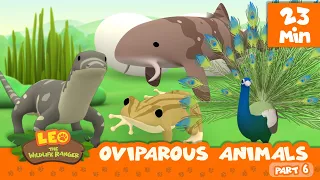 Oviparous Animals Minisode Compilation (Part 6/7) - Leo the Wildlife Ranger | Animation | For Kids