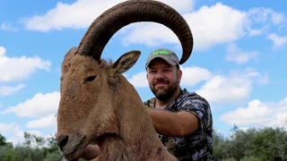 Hunting For Aoudad