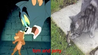 tom and jerry in real life - 2017