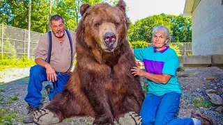 Die 10 gefährlichsten Haustiere