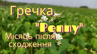 Гречка сорт "Penny". Огляд місяць після сходження.