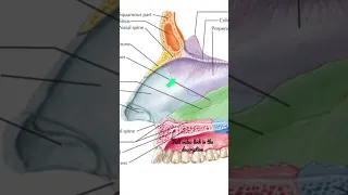 Nasal Septum - Cartilaginous part #Anatomy #mbbs #education