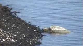 Hawaiian Green Sea Turtles: Honu of the Big Island