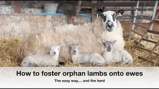 How to foster orphan lambs onto ewes NOT FOR THE SQUEMISH | Sez the Vet