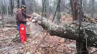 Cutting a big tree with the Stihl MS250 and Stihl 025