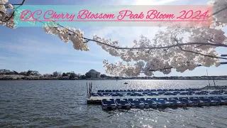 DC Cherry Blossom Peak Bloom 2024 / ワシントンDCの満開の桜を楽しむ