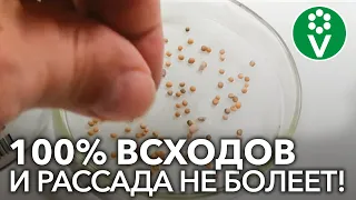 ВСЕГДА ДОБАВЛЯЮ ЭТО ПРИ ПРОРАЩИВАНИИ СЕМЯН томатов и перцев! 100% всхожесть и рассада не болеет