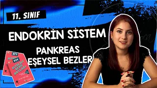 8) PANKREAS - EŞEYSEL BEZLER - ENDOKRİN SİSTEM 3 | AYT BİYOLOJİ DERS NOTLARI | 2024