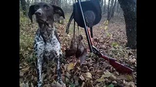 ОХОТА на ВАЛЬДШНЕПА с ЛЕГАВОЙ осенью! Классическая ОХОТА с КУРЦХААРОМ и ТОЗ БМ!chasse à la bécasse