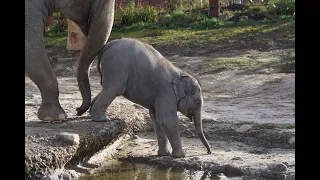 Весёлые слонята / Funny elephants