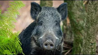 A British History of: Wild Boar (4K Documentary) (CC)