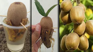 kiwi trees grow an kiwi fruit🥝🥝 100% success with banana and honey |