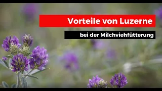 Luzerne verfüttern - Das sind Ihre Vorteile