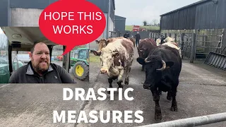 DRASTIC TIMES CALLS FOR DRASTIC MEASURES-SURVIVING THE WET AS  CALVING CONTINUES