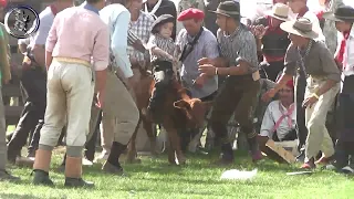 Monta de ternero por joven campero en Estancia San Juan Abirl 2023 Feliciano (Entre Rios)