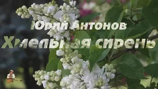 Юрий Антонов - Хмельная сирень. FullHD