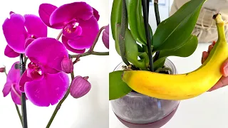 🔥 Do it with your orchid! The orchid will bloom like crazy