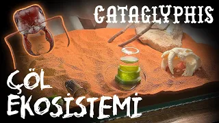 CATAGLYPHİS | DESERT ECOSYSTEM
