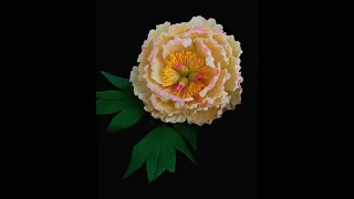 Anand Kumar's Edible Commercial Peony