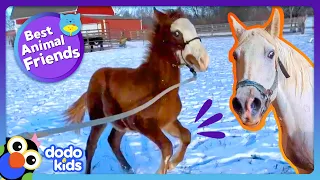 Can Rescuers Get These Nervous Horses To Make New Friends? | Dodo Kids | Best Animal Friends