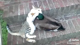 Cat vs Duck|| Animals Fight