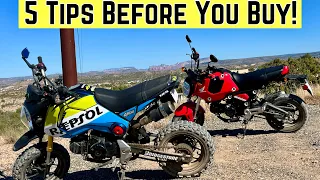 5 Useful Tips Before You Buy A Honda Grom