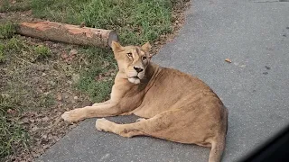 Zoo at O World Daejeon