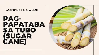 PAGPAPATABA SA TUBO (Sugar Cane) Complete Guide