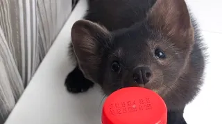 Домашний соболь Бадди занят pine marten Buddy is busy