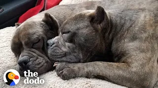 Bonded Pit Bulls Travel Across The World To Meet Their Dad | The Dodo