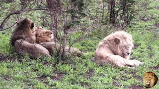 Casper The White Lion And Brothers Cuddling Up In The Rain