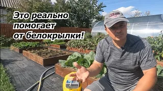 Белокрылки на огороде не будет от одной обработки!