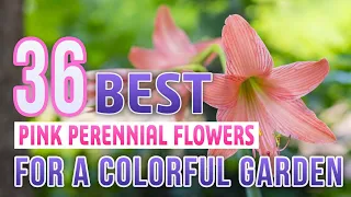 36 Amazing Pink Perennial Flowers To Create A Garden Full Of Color