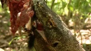 Komodo Dragons Attack! | Deadly 60 | Indonesia | Series 3 | BBC