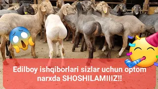 Edilboy qo'chqorlar ishqibozlari uchun optom narxda arzonlari keldi!!!