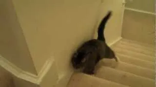 Wobbly Cat Climbing Stairs