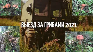 СБОР ГРИБОВ 2021. ТИХАЯ ОХОТА. ПЕРМСКИЙ КРАЙ