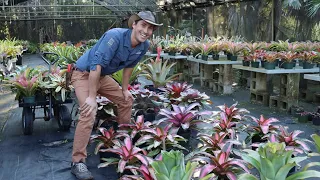 Bonita Bromeliads Nursery Tour!